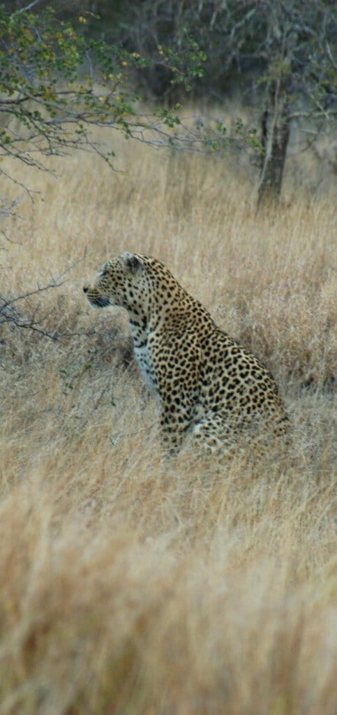 Hluhluwe Safari Leopard Hluhluwe Game Reserve Leopard