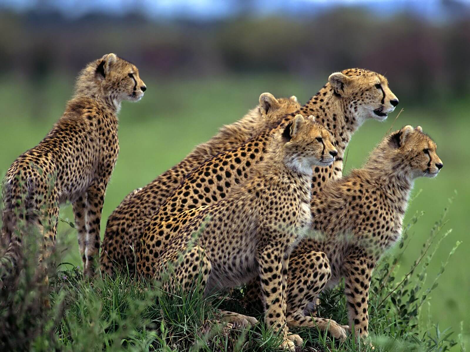 Cheetah Facts Info Pictures Video And Much More About Cheetahs Cheetah Facts Info Pictures Video And Much More About Cheetahs