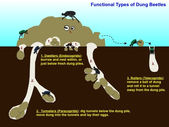 Dung Beetle Life Cycle Visual Guide To Dung Beetles QGWR